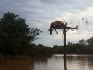 vaca